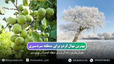 بهترین نهال گردو برای مناطق سردسیری + معرفی نهال های گردو دیرگل و سردسیری