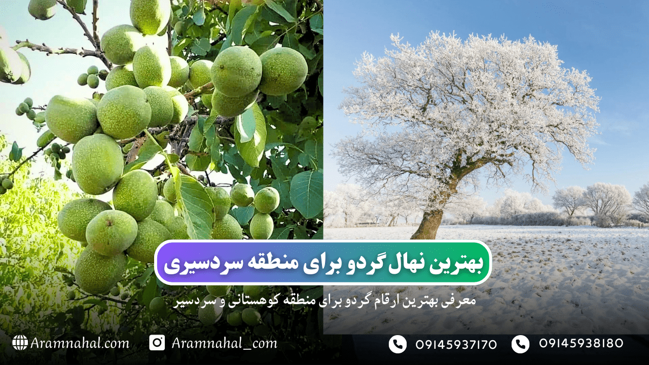 بهترین نهال گردو برای مناطق سردسیری + معرفی نهال های گردو دیرگل و سردسیری