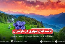 کاشت نهال بلوبری در مازندران - راهنمای کامل خرید و پرورش بلوبری در مازندران