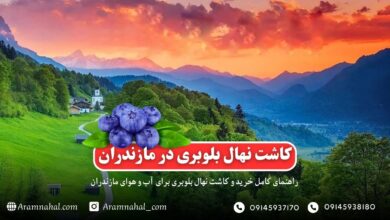 کاشت نهال بلوبری در مازندران - راهنمای کامل خرید و پرورش بلوبری در مازندران