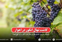 راهنمای خرید و کاشت نهال انگور در اهواز