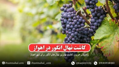 راهنمای خرید و کاشت نهال انگور در اهواز