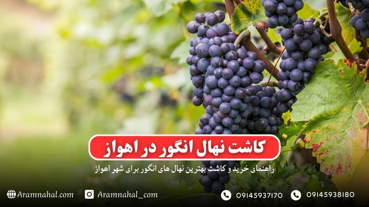 راهنمای خرید و کاشت نهال انگور در اهواز