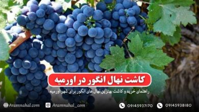 راهنمای خرید و کاشت نهال انگور در اورمیه