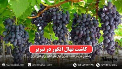 راهنمای خرید و کاشت نهال انگور در تبریز