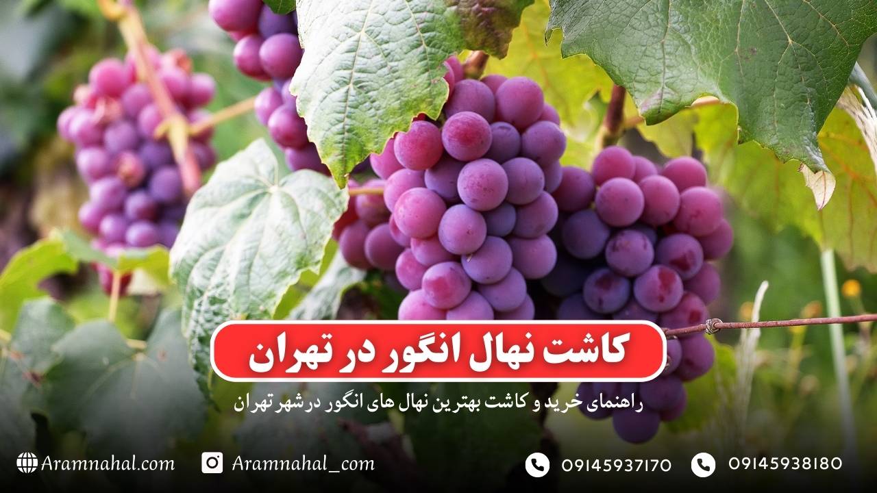 راهنمای خرید و کاشت نهال انگور در تهران