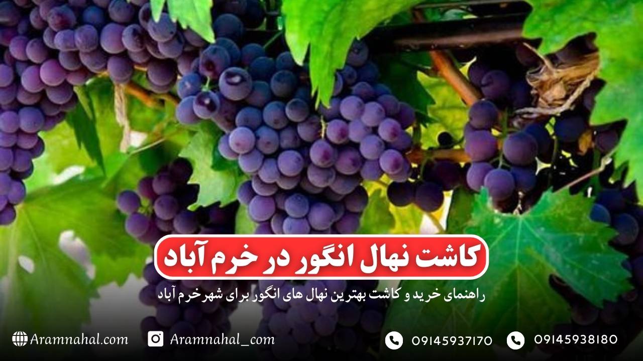 راهنمای خرید و کاشت نهال انگور در خرم آباد