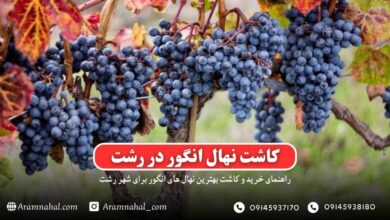 راهنمای خرید و کاشت نهال انگور در رشت