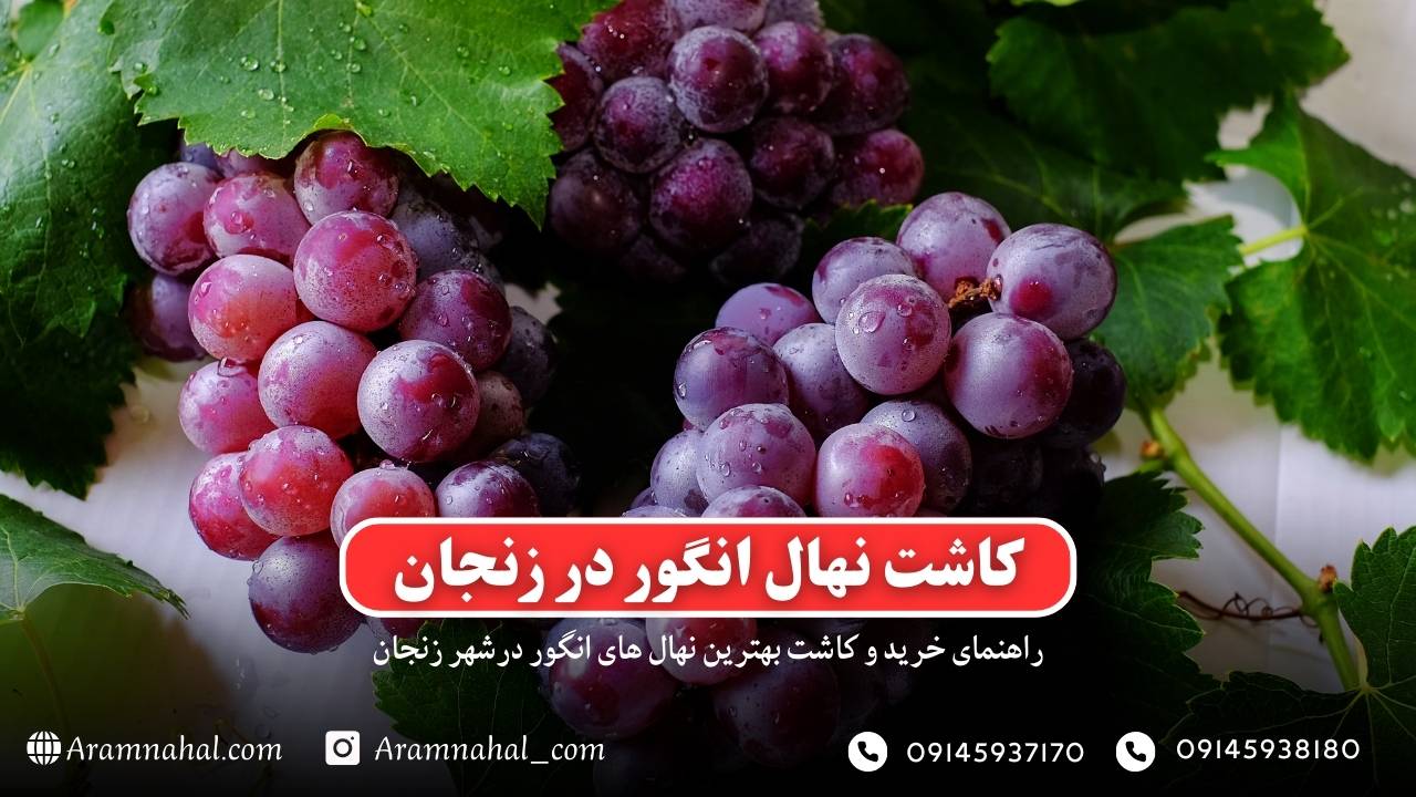 راهنمای خرید و کاشت نهال انگور در زنجان