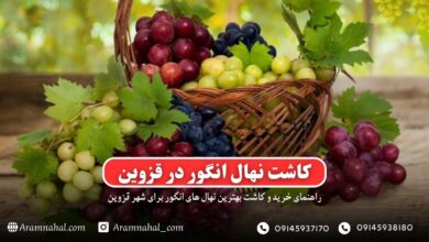 راهنمای خرید و کاشت نهال انگور در قزوین