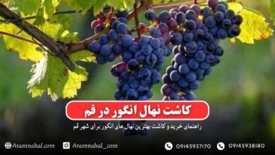 راهنمای خرید و کاشت نهال انگور در قم