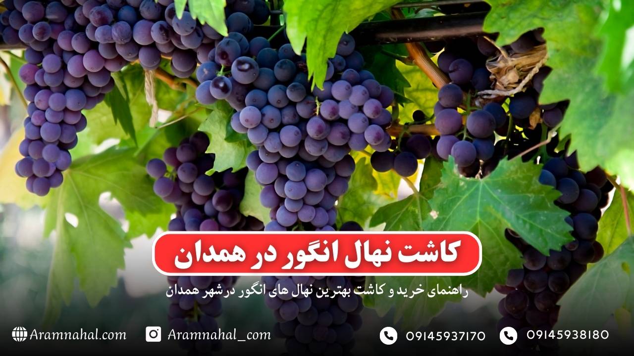 راهنمای خرید و کاشت نهال انگور در همدان