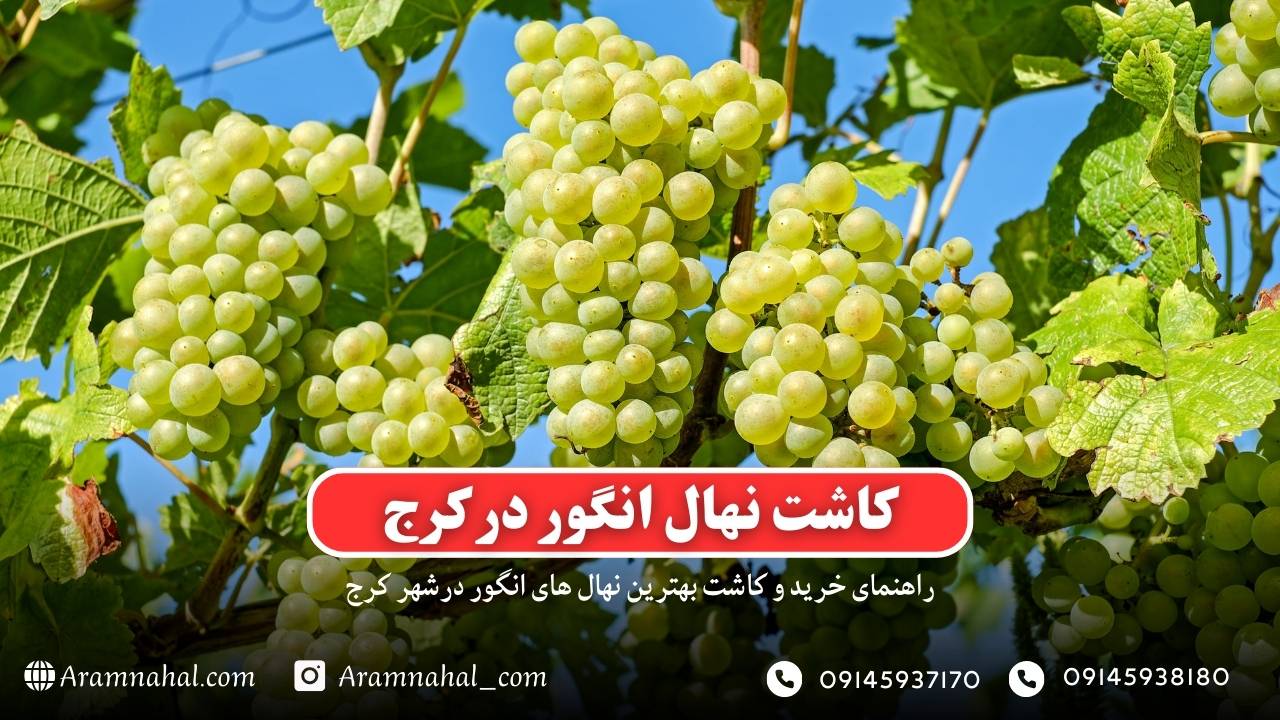 راهنمای خرید و کاشت نهال انگور در کرج