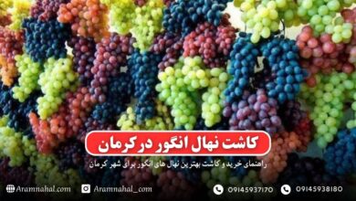 راهنمای خرید و کاشت نهال انگور در کرمان