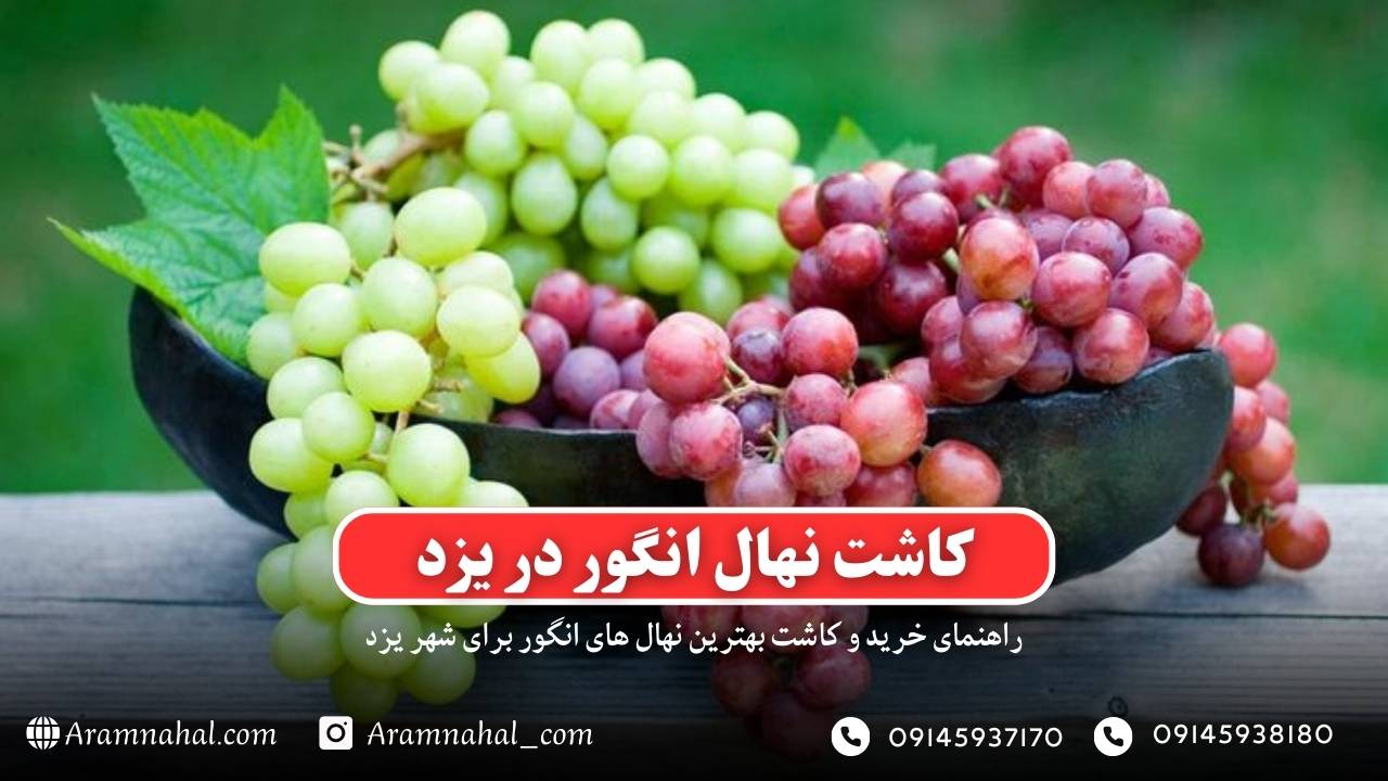 راهنمای خرید و کاشت نهال انگور در یزد