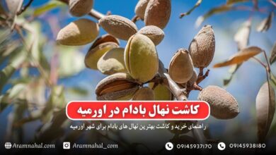 راهنمای خرید و کاشت نهال بادام در اورمیه