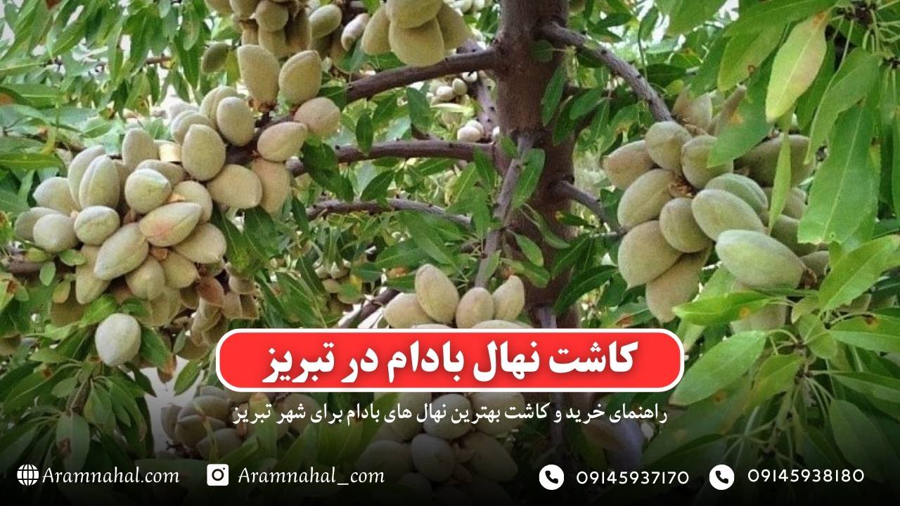 راهنمای خرید و کاشت نهال بادام در تبریز