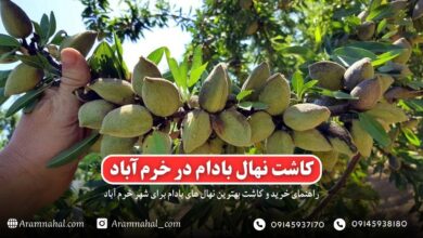 راهنمای خرید و کاشت نهال بادام در خرم آباد