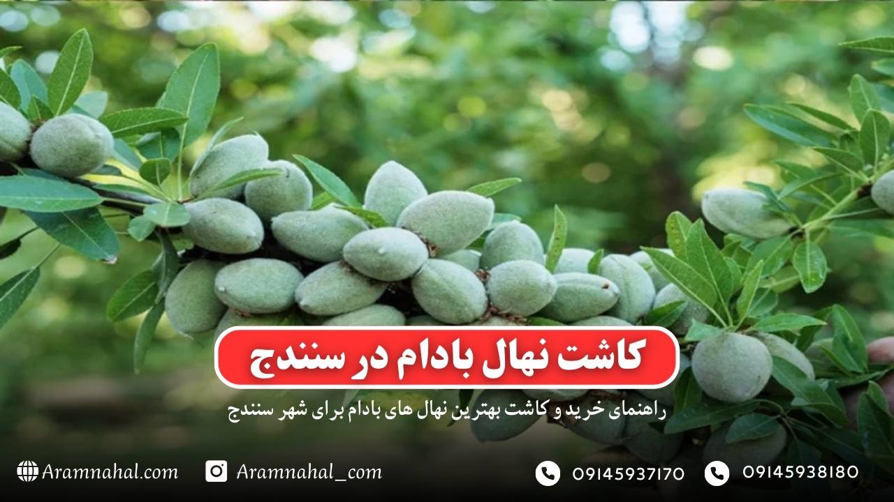 راهنمای خرید و کاشت نهال بادام در سنندج