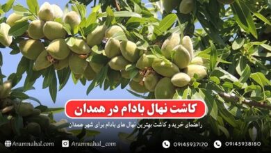 راهنمای خرید و کاشت نهال بادام در همدان