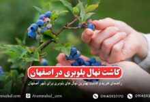 راهنمای خرید و کاشت نهال بلوبری در اصفهان