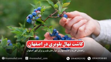 راهنمای خرید و کاشت نهال بلوبری در اصفهان