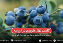 راهنمای خرید و کاشت نهال بلوبری در اورمیه