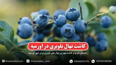 راهنمای خرید و کاشت نهال بلوبری در اورمیه