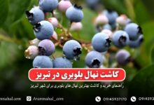 راهنمای خرید و کاشت نهال بلوبری در تبریز