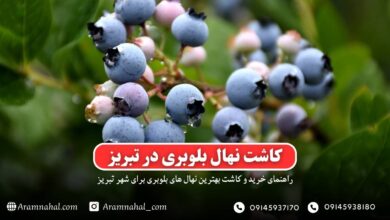 راهنمای خرید و کاشت نهال بلوبری در تبریز