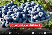 راهنمای خرید و کاشت نهال بلوبری در تهران