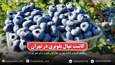 راهنمای خرید و کاشت نهال بلوبری در تهران