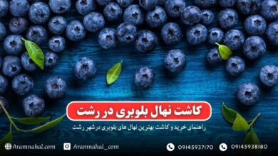 راهنمای خرید و کاشت نهال بلوبری در رشت