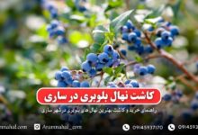 راهنمای خرید و کاشت نهال بلوبری در ساری