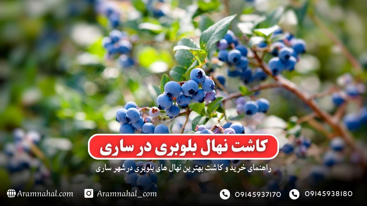 راهنمای خرید و کاشت نهال بلوبری در ساری