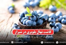 راهنمای خرید و کاشت نهال بلوبری در شیراز