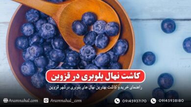 راهنمای خرید و کاشت نهال بلوبری در قزوین