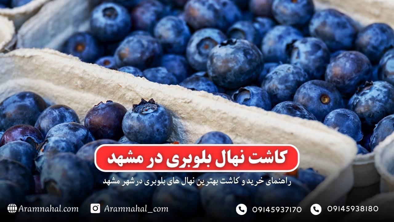 راهنمای خرید و کاشت نهال بلوبری در مشهد