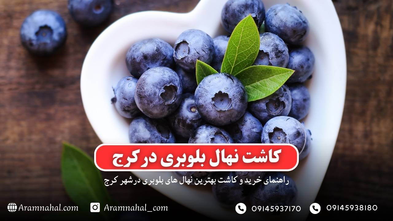 راهنمای خرید و کاشت نهال بلوبری در کرج