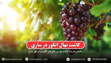 راهنمای خرید و کاشت نهال در ساری