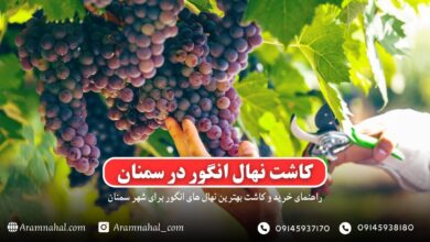 راهنمای خرید و کاشت نهال در سمنان