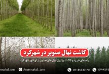 راهنمای خرید و کاشت نهال صنوبر در شهرکرد