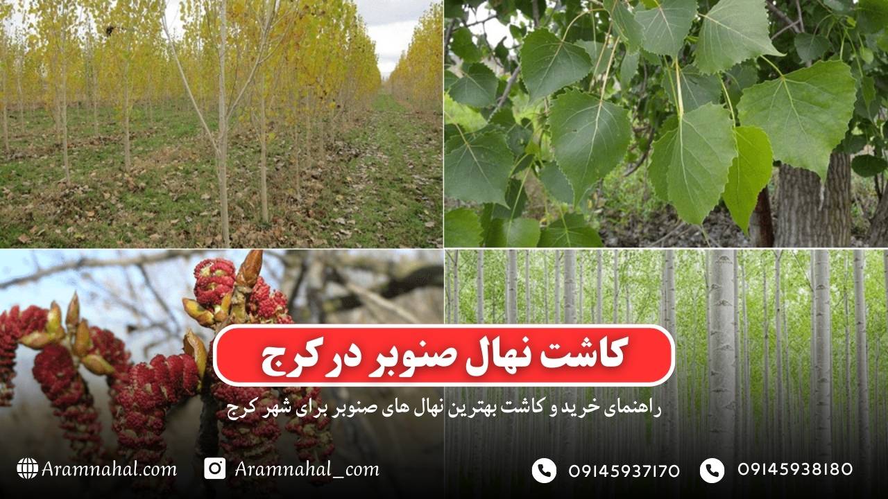 راهنمای خرید و کاشت نهال صنوبر در کرج