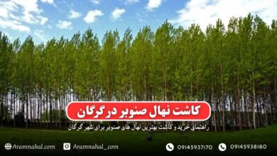 راهنمای خرید و کاشت نهال صنوبر در گرگان