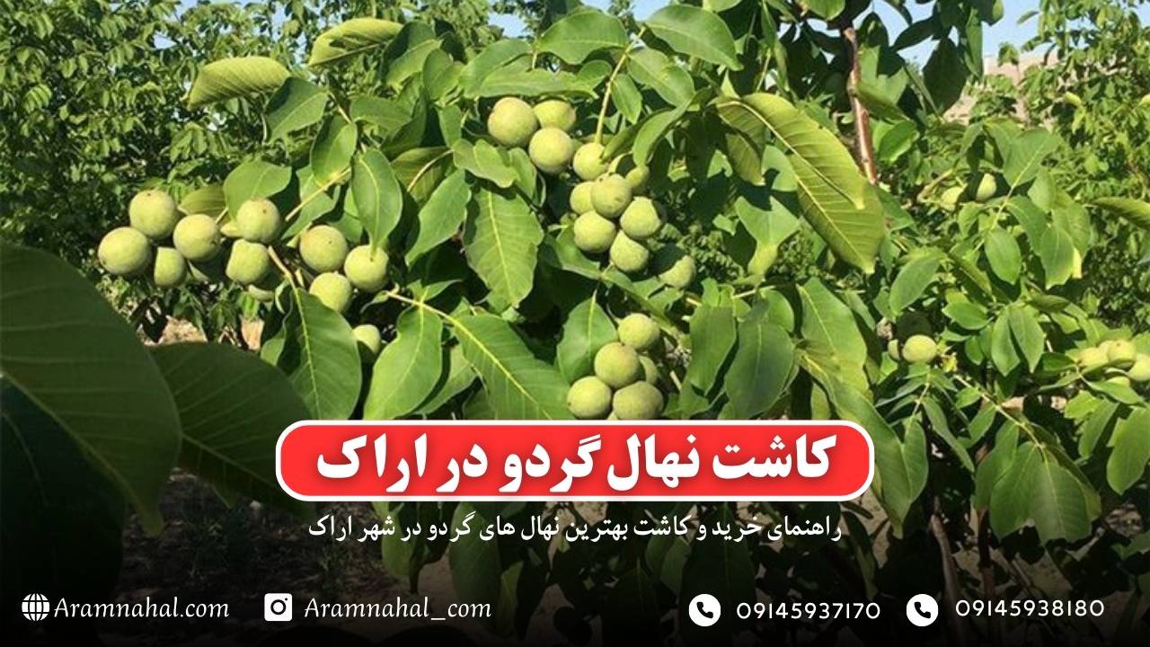 راهنمای کاشت و خرید نهال گردو در اراک