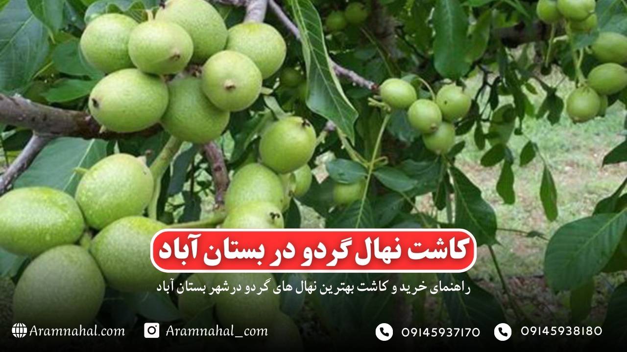 راهنمای کاشت و خرید نهال گردو در بستان آباد