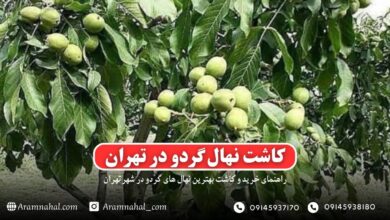 راهنمای کاشت و خرید نهال گردو در تهران