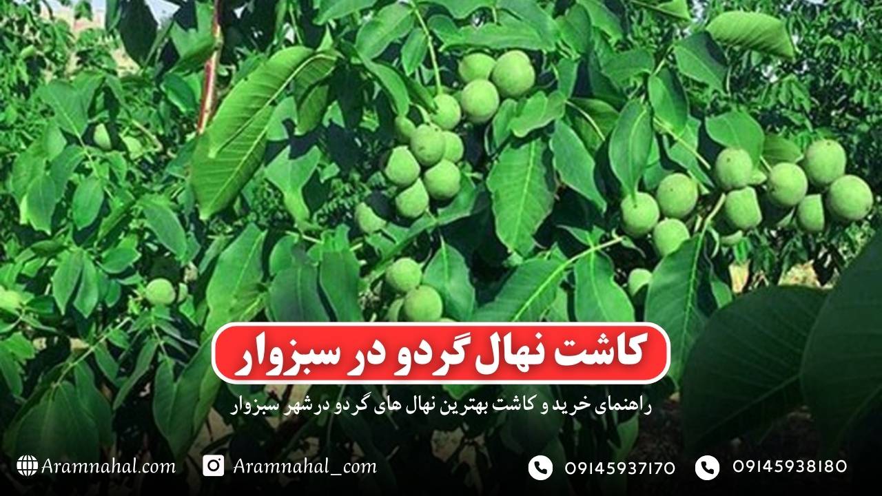 راهنمای کاشت و خرید نهال گردو در سبزوار