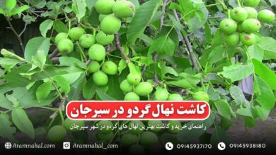 راهنمای کاشت و خرید نهال گردو در سیرجان