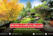 راهنمای جامع انتخاب نهال مناسب برای حیاط خانه